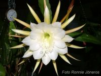 Epiphyllum hybrid vit